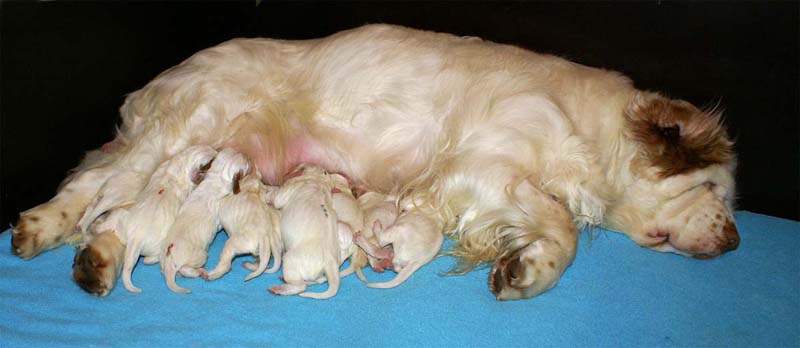 Snow_litter_5th_day_d