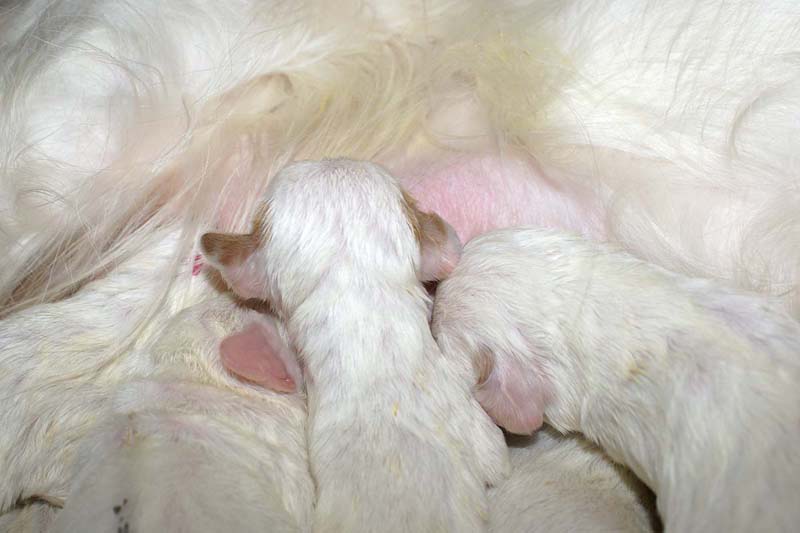 Snow_litter_5th_day_e