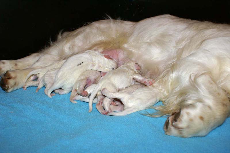 Snow_litter_5th_day_f