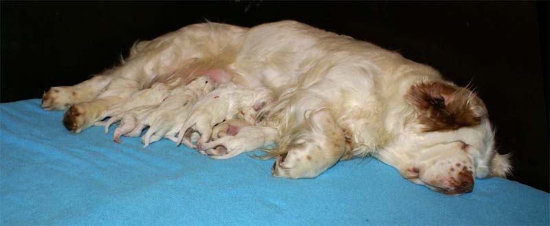 Snow_litter_5th_day_g