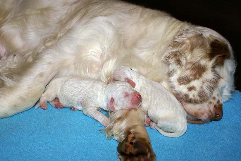 Snow_litter_5th_day_h