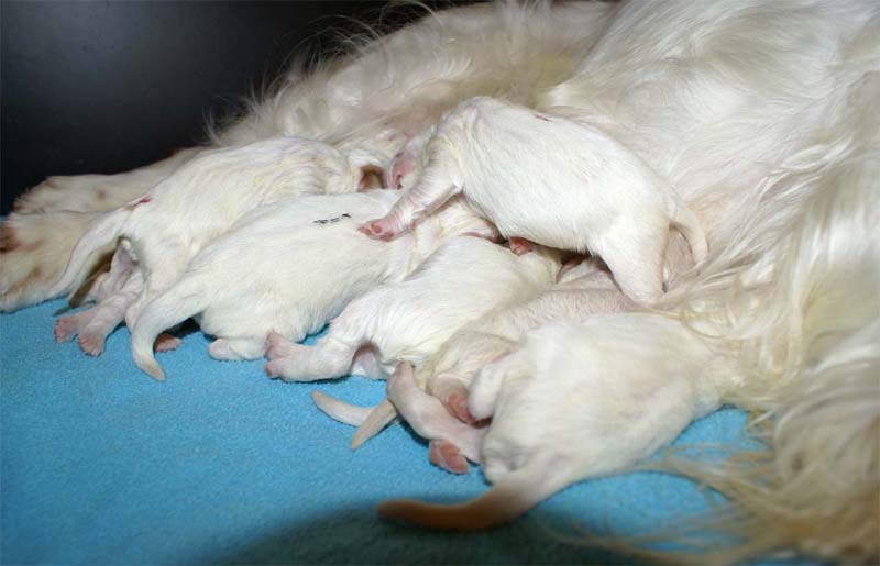 Snow_litter_5th_day_i