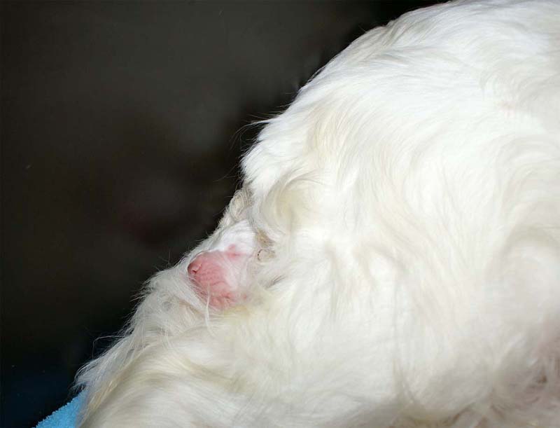 Snow_litter_5th_day_j