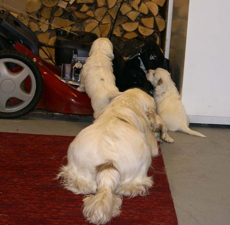 Snow-pups_6weeks_gg_Bumbaa