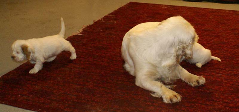 Snow-pups_6weeks_hh_Bumbaa