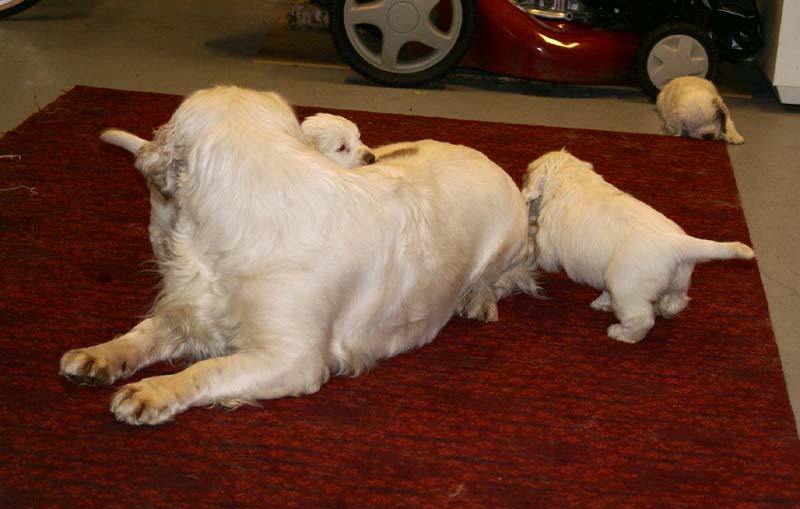 Snow-pups_6weeks_jj_Bumbaa