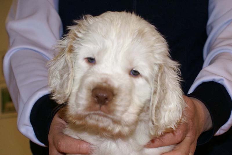 Boy_Bronze_Head_6weeks_a