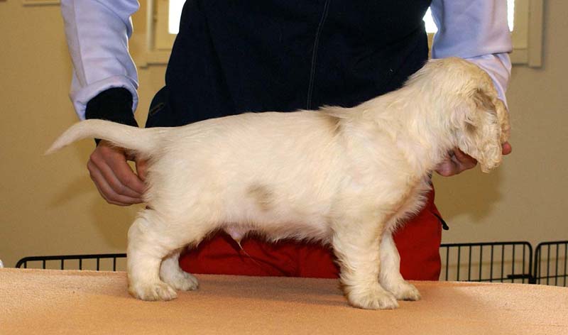 Boy_Bronze_Head_6weeks_b