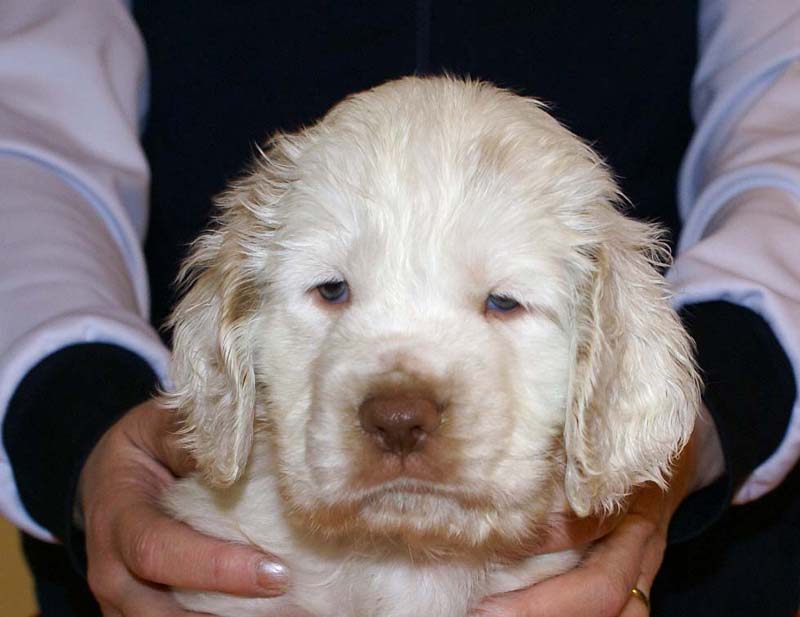 Boy_Bronze_Head_6weeks_g