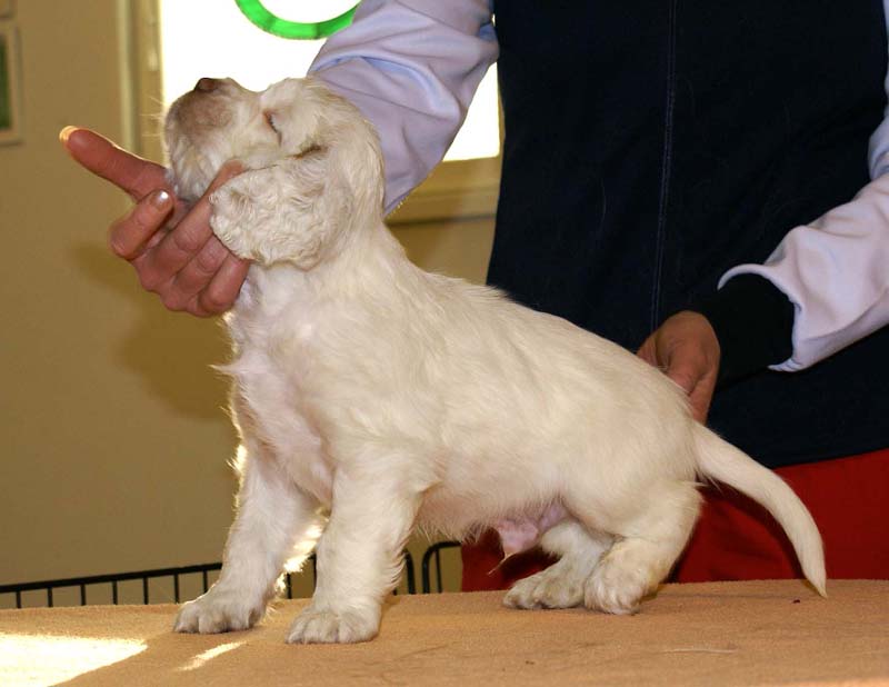 Boy_Bronze_Head_6weeks_h