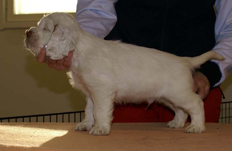 Boy_Bronze_Head_6weeks_k