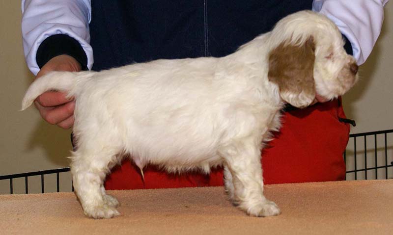 Boy_Bronze_Tail_6weeks_c