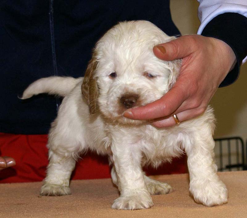 Boy_Bronze_Tail_6weeks_d