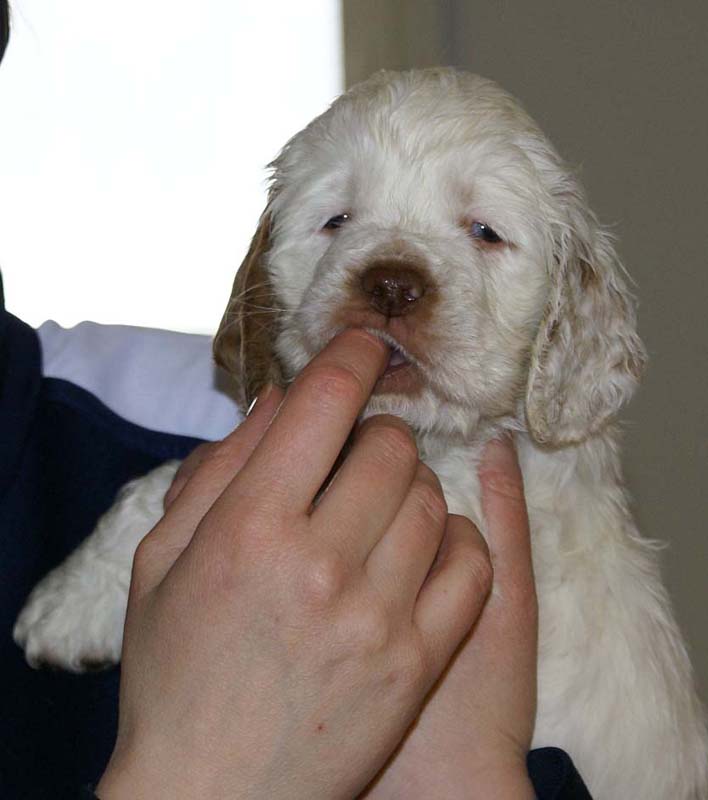 Boy_Bronze_Tail_6weeks_f