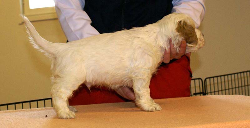 Boy_Green_Head_6weeks_b