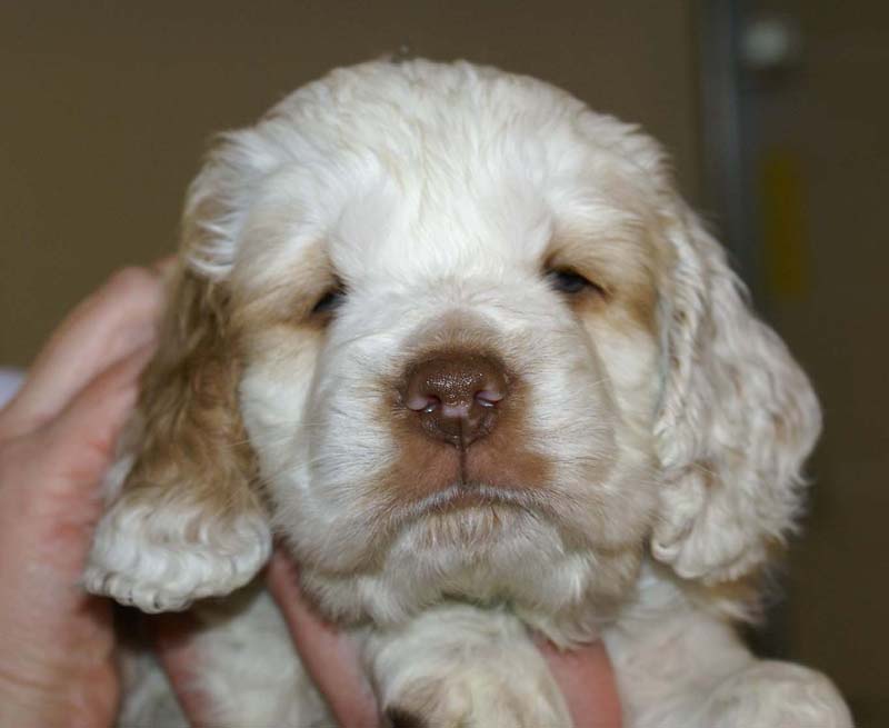 Boy_Green_Head_6weeks_f