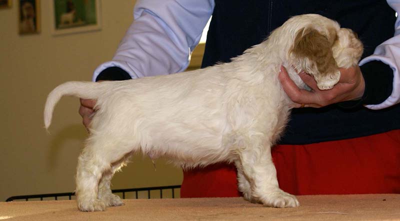 Boy_Green_Head_6weeks_g