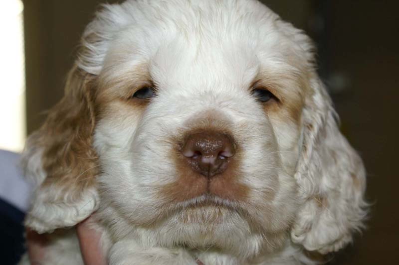 Boy_Green_Head_6weeks_i