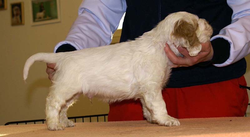 Boy_Green_Head_6weeks_k