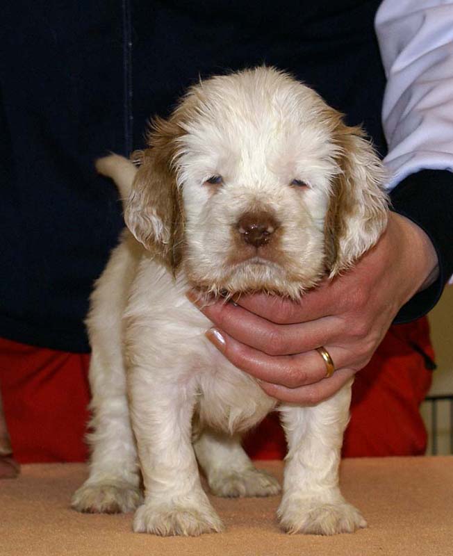 Boy_Pink_Tail_6weeks_a