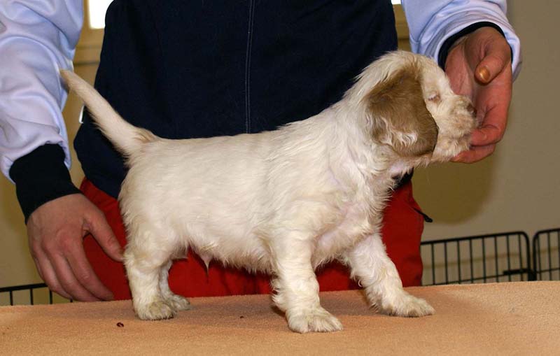 Boy_Pink_Tail_6weeks_b