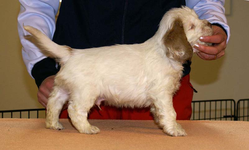 Boy_Pink_Tail_6weeks_c