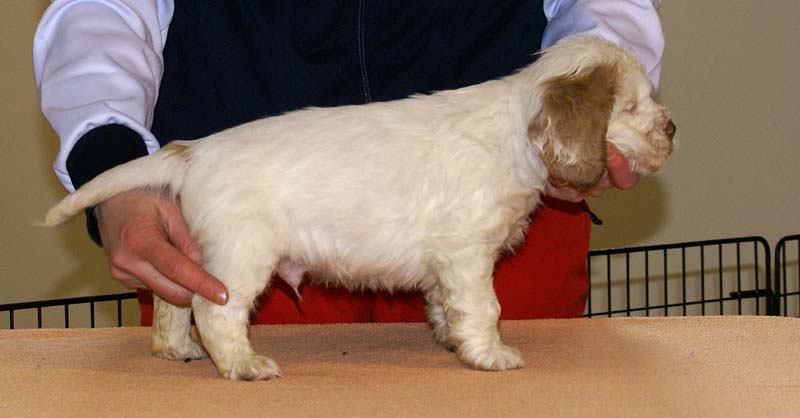 Boy_Pink_Tail_6weeks_d