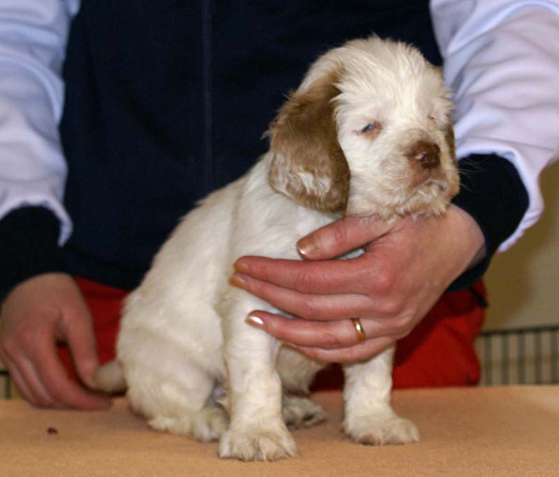 Boy_Pink_Tail_6weeks_e