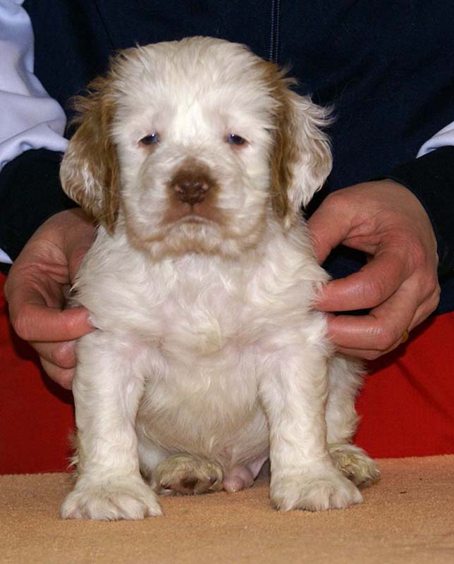 Boy_Pink_Tail_6weeks_i