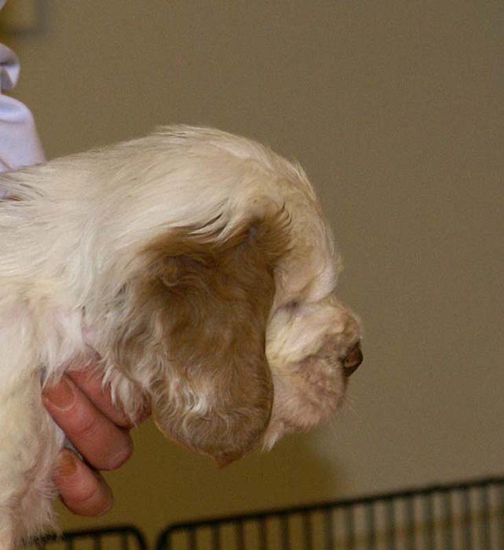 Boy_Pink_Tail_6weeks_j