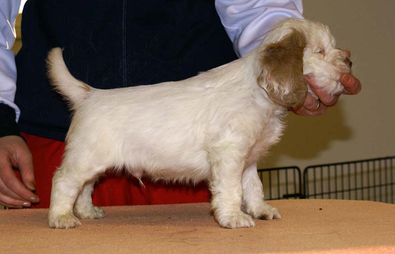 Boy_Pink_Tail_6weeks_l