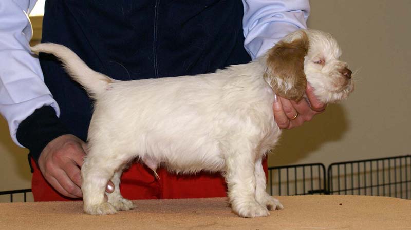 Boy_Pink_Tail_6weeks_m