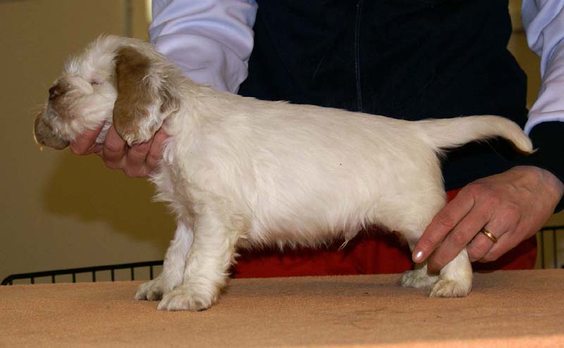 Boy_Pink_Tail_6weeks_n