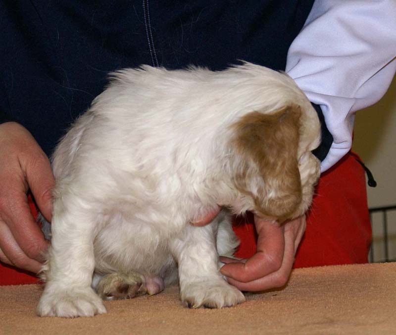 Boy_Pink_Tail_6weeks_o