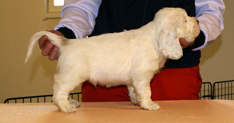 Boy_Purple_Head_6weeks_c