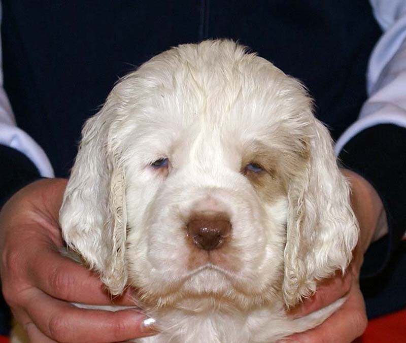 Boy_Purple_Head_6weeks_d