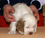 Boy_Bronze_Tail_6weeks_e