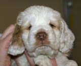 Boy_Green_Head_6weeks_f