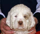 Boy_Purple_Head_6weeks_d