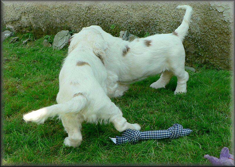 Bumbaa_EUW-07_g_Chili