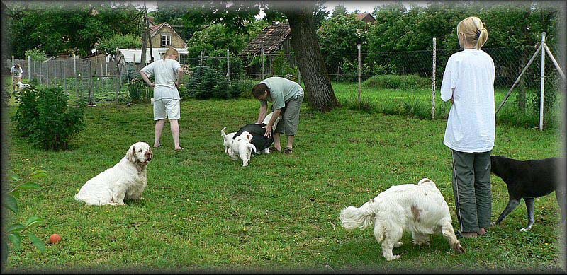 Clumber_pack_EUW-07_d