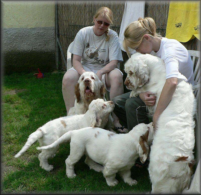 Clumber_pack_EUW-07_f