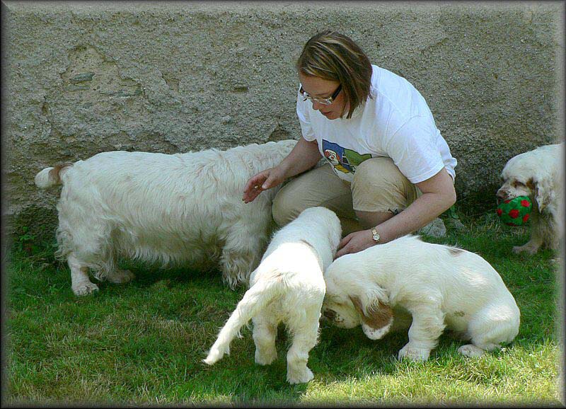 Clumber_pack_EUW-07_g