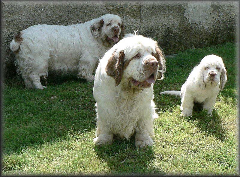 Clumber_pack_EUW-07_h