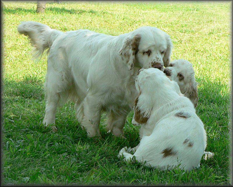 Cotton_EUW-07_d_Bumbaa_Chili