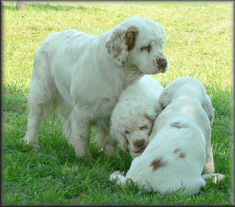 Cotton_EUW-07_e_Bumbaa_Chili