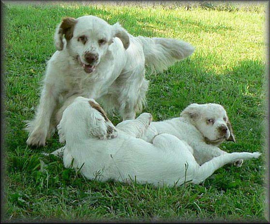 Cotton_EUW-07_f_Bumbaa_Chili