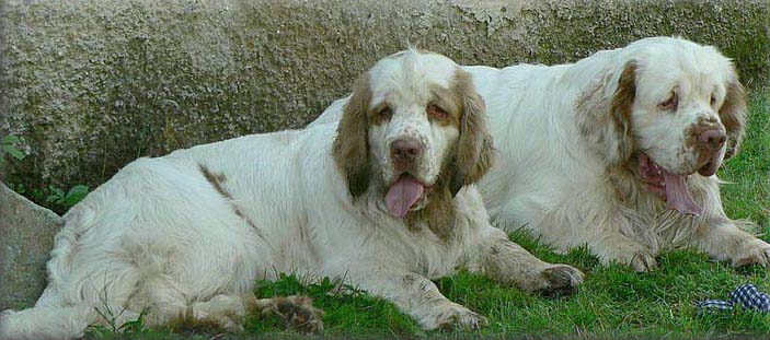 Molly_9months_EUW-07_i_Vito