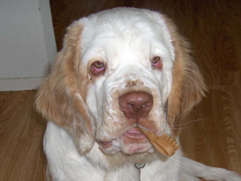 Eddie_5,5months_toothbrush