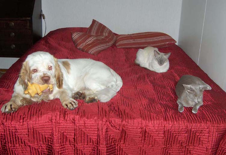 Eddie_March_2010_one_of_these_isn't_cat